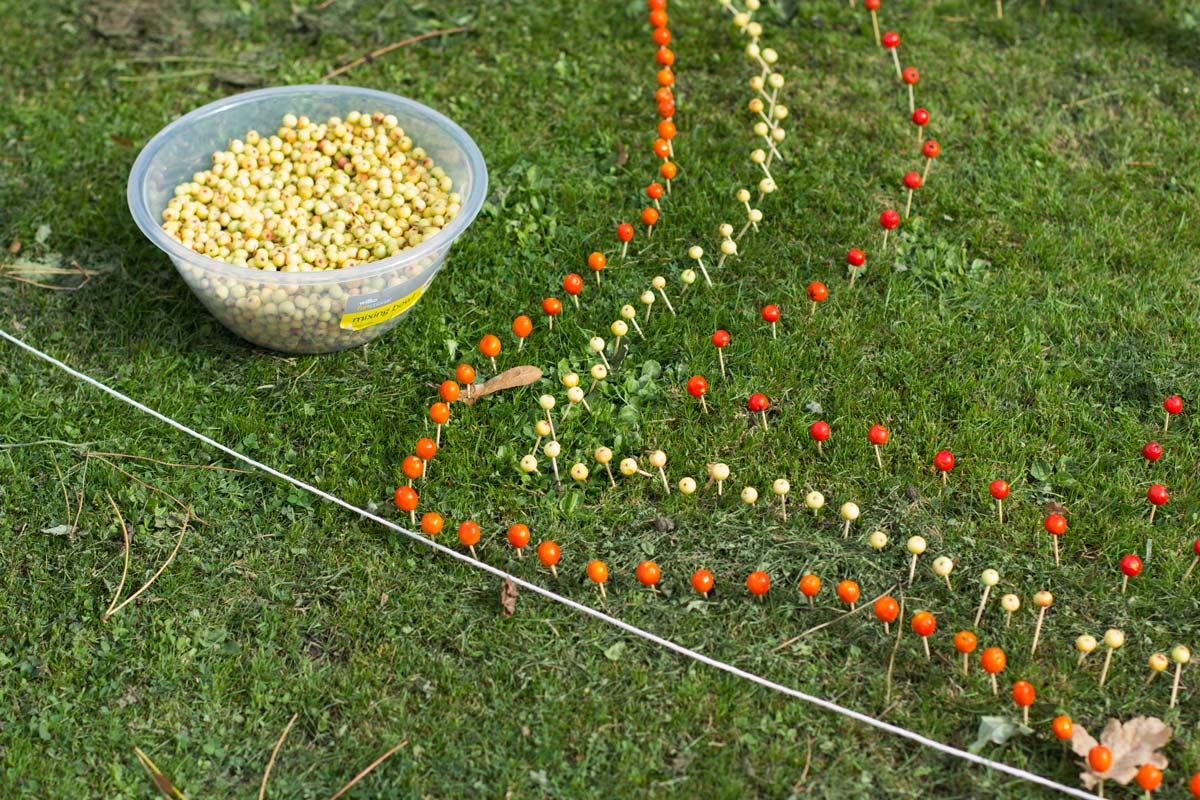 Light yellow rowan berries in a pot. Red, orange and light rowna berries creating a shape on grass.