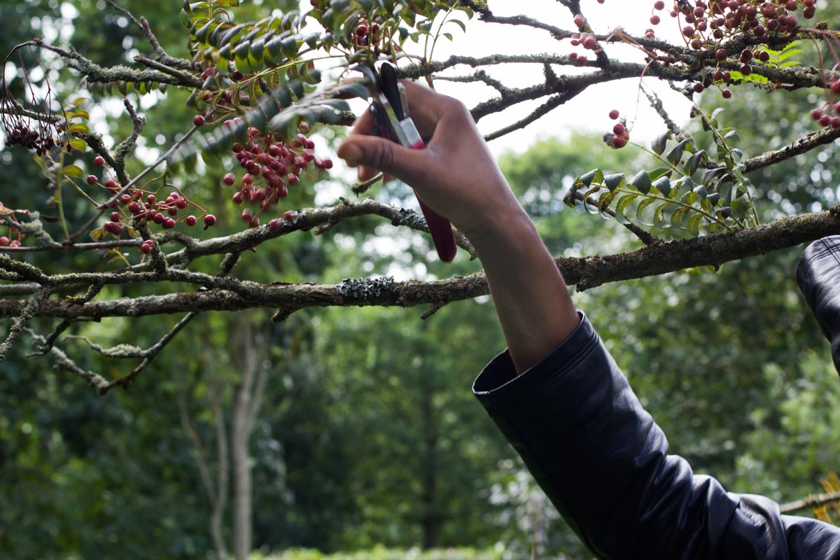 A hand collecting rowan berries in Durham.