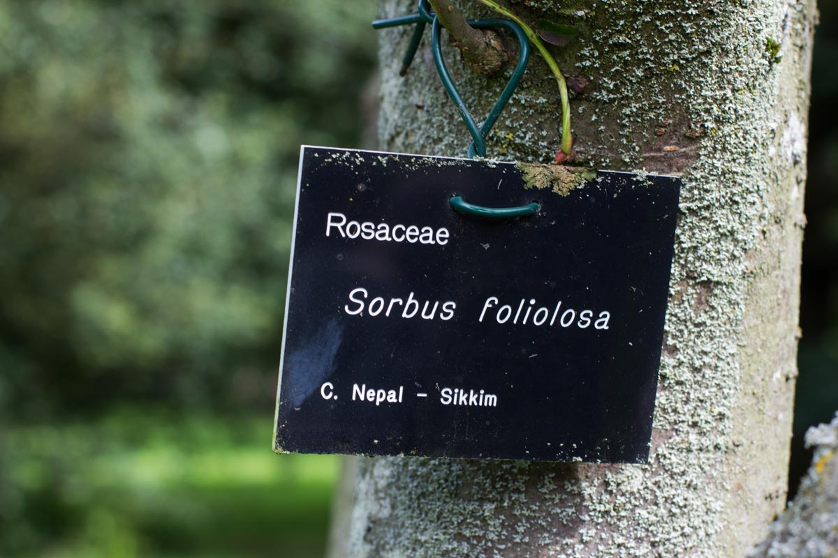 A sign on a rowan tree: Rosaceae, Sorbus foliolosa, C. Nepal - Sikkim.
