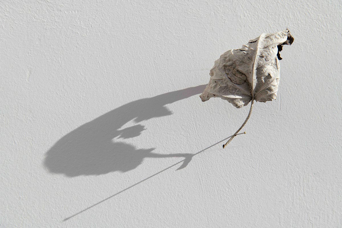 A big shadow of a white poplar leaf that is attached with a needle on to a wall.