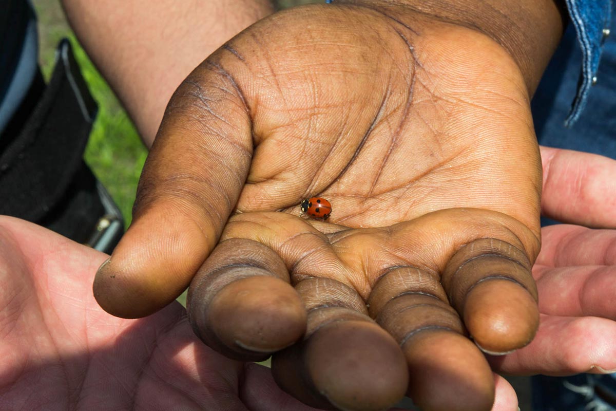 Hands holding a ladybird.