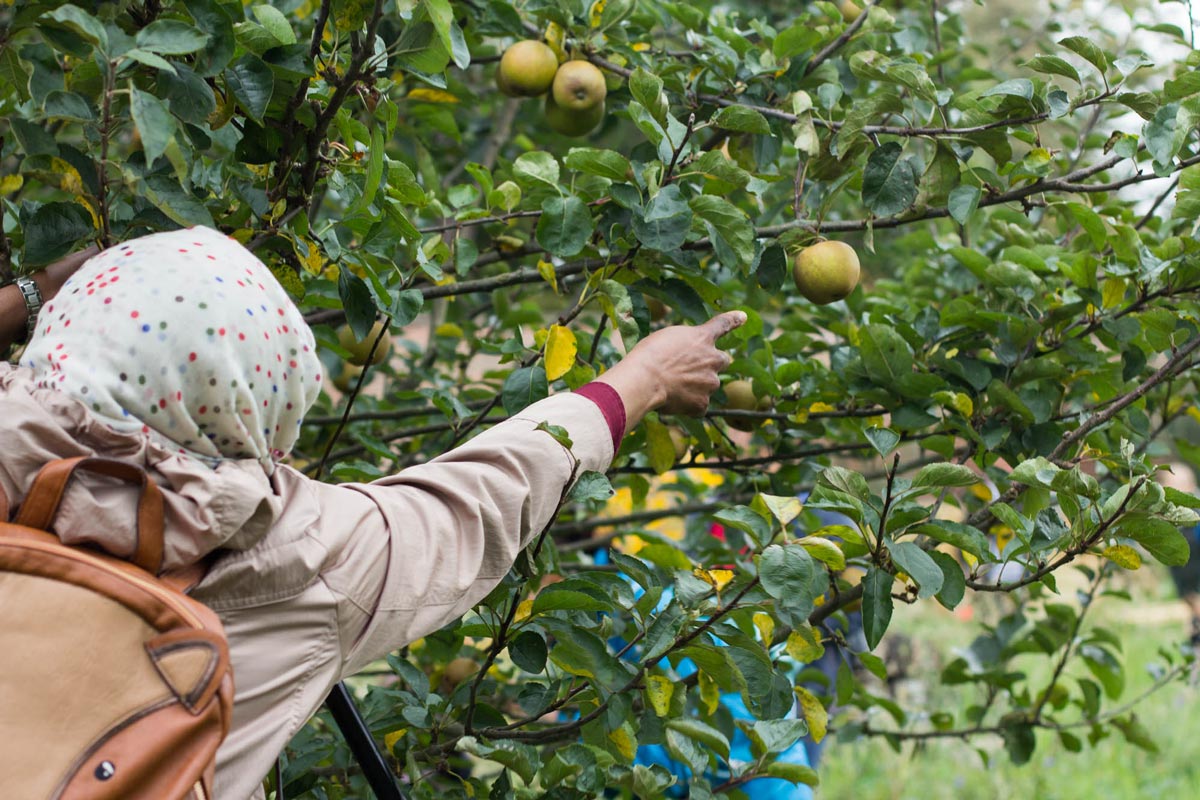 A woman reaching towards an apple hanging from a tree in Gibside garden.