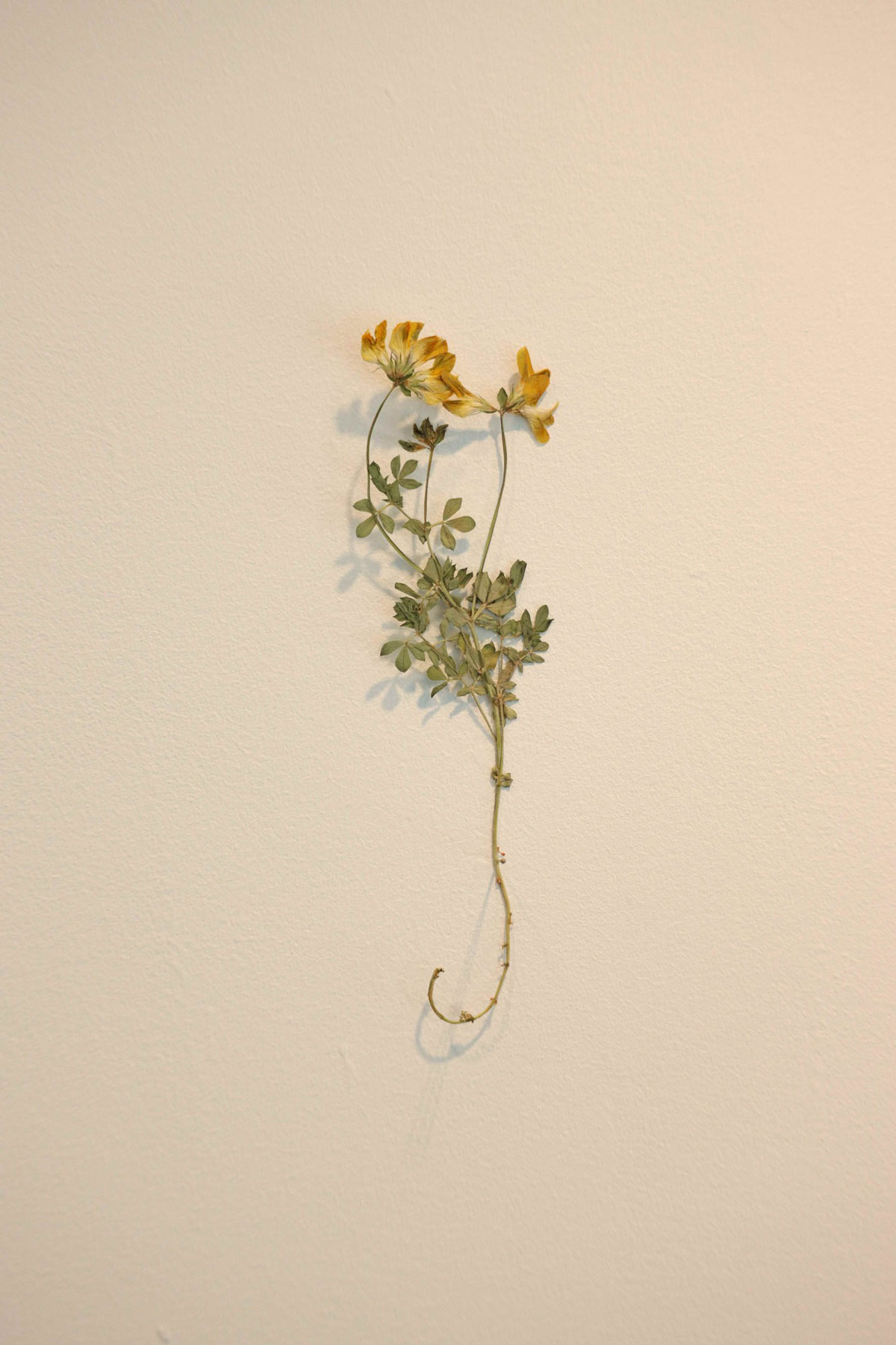 A flower attached a wall as part of Future Pasts installation.