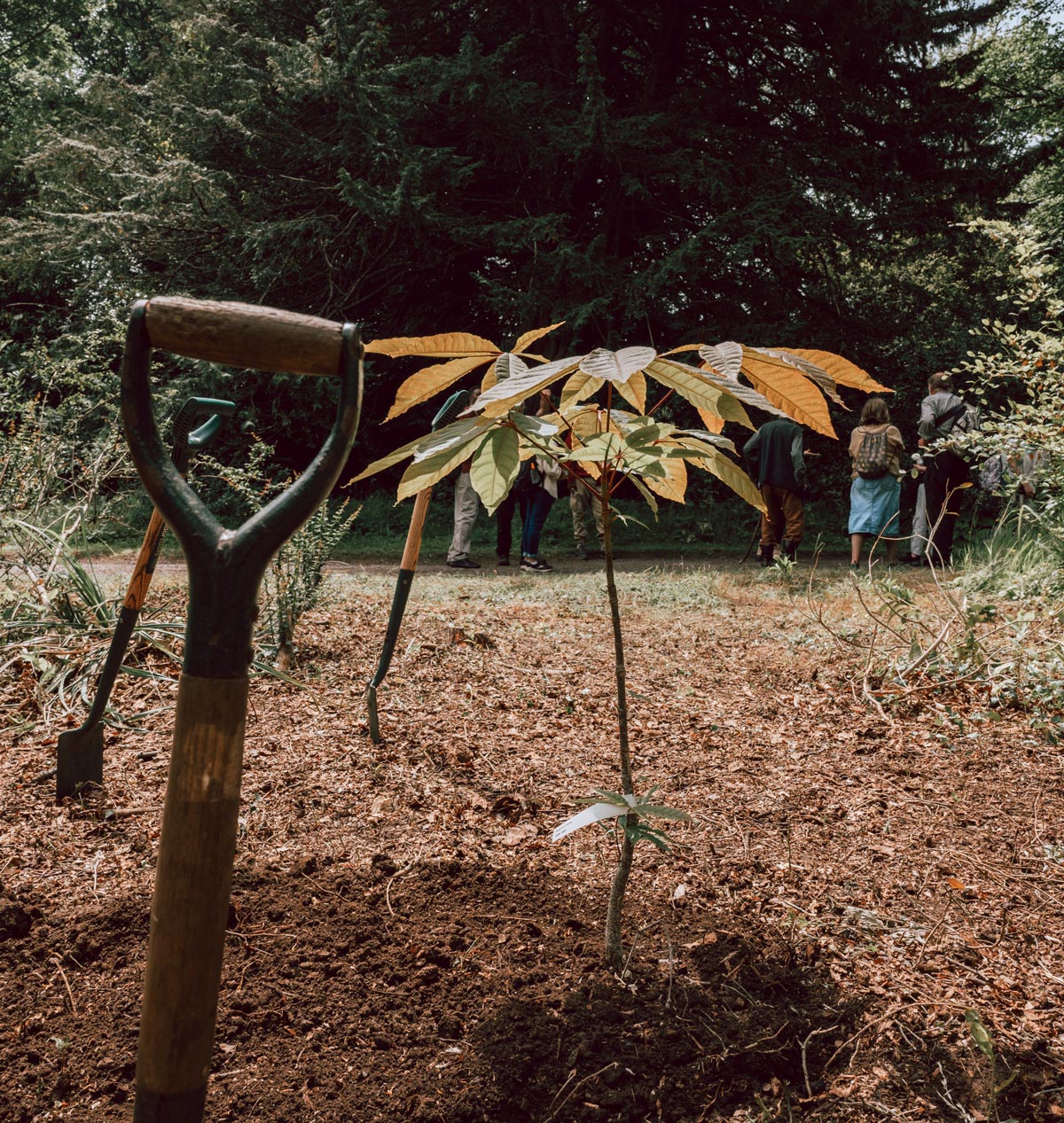 Shovels standing next to a newly planted tree while people are walking away in a distance.