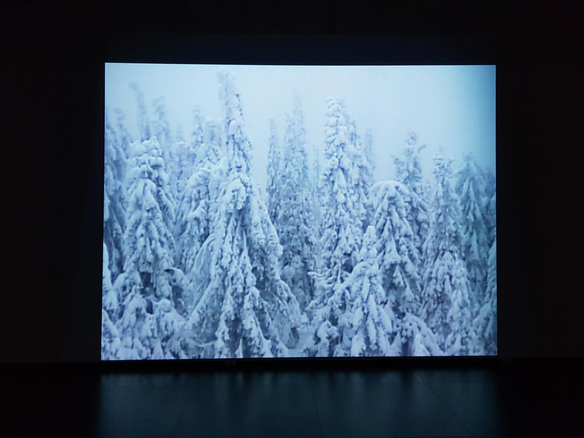 A video projection of pine forest covered in snow.