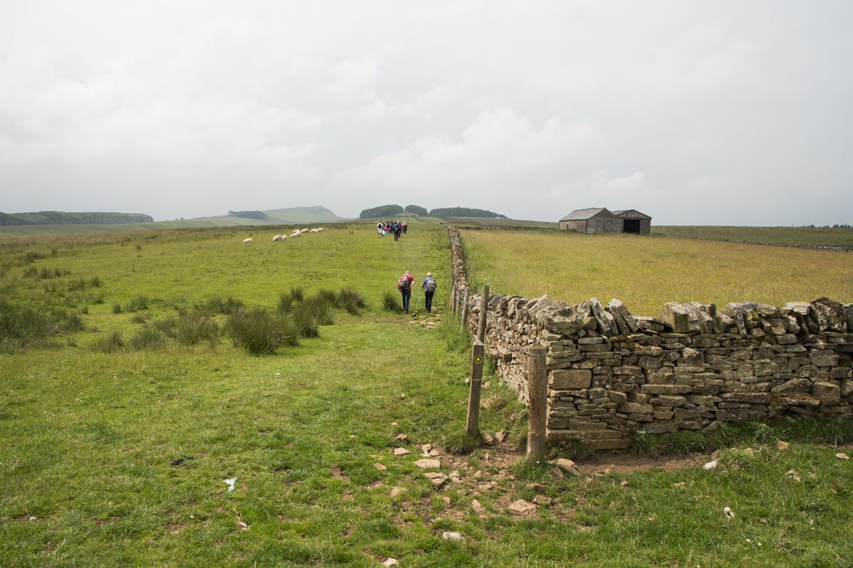 A group walking among sheep in Northumberland National Park.