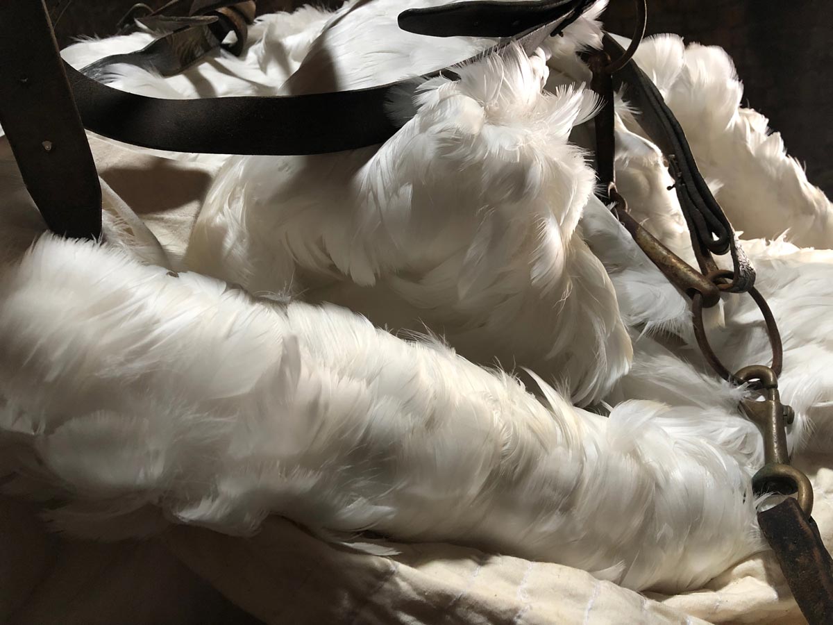Swan feathers stitched together and part of a horse harness.